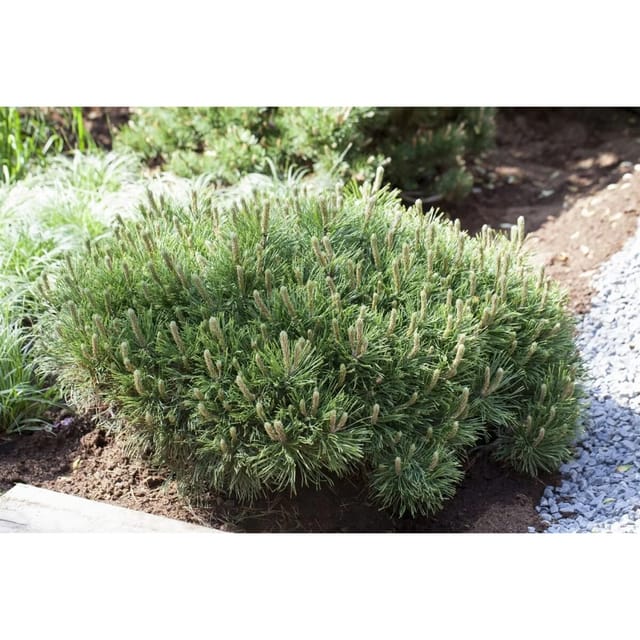 Pinus Mugo Pumilio Bergkiefer Kompakt 25–30 cm
