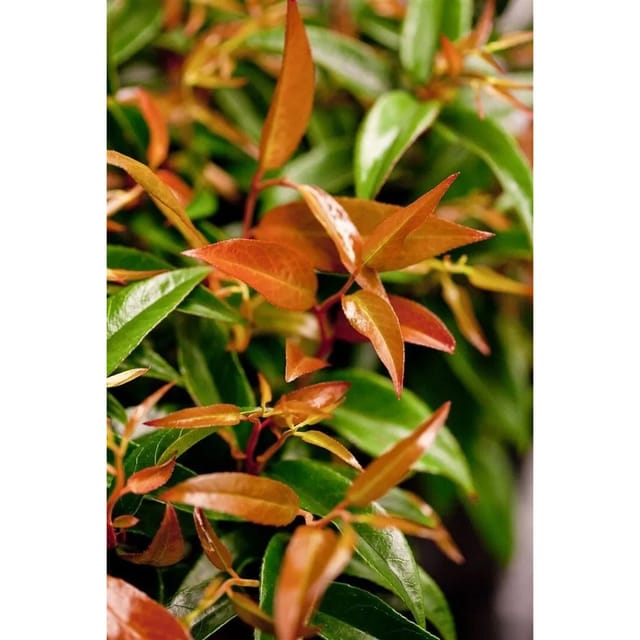 Leucothoe Keiskei Royal Ruby Traubenheide Rot 20–30 cm