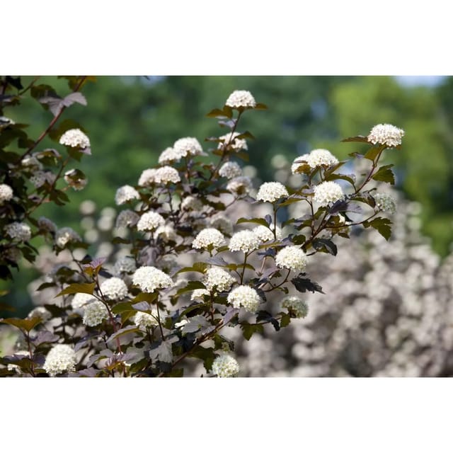 Physocarpus Opulifolius Diabolo -R- Blasenspiere Dunkelrot 40–60 cm
