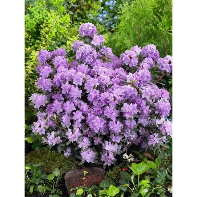 Rhododendron Impeditum Ramapo Lila 20–25 cm