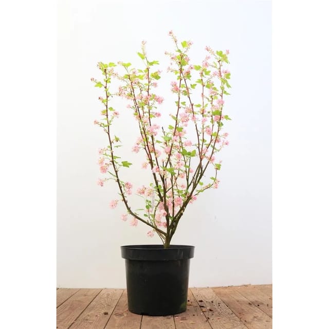 Ribes Sanguineum King Edward Vii Blutjohannisbeere Rot 40–60 cm