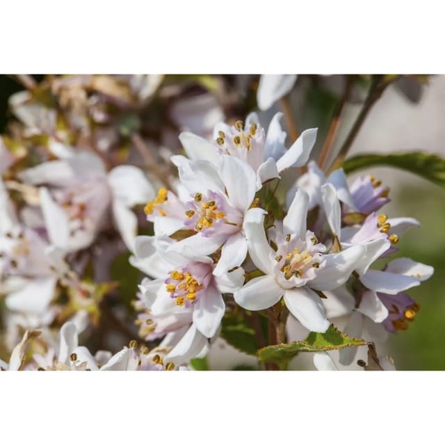 Deutzia Kalmiiflora Maiblumenstrauch Rosa Blüten 60–100 cm