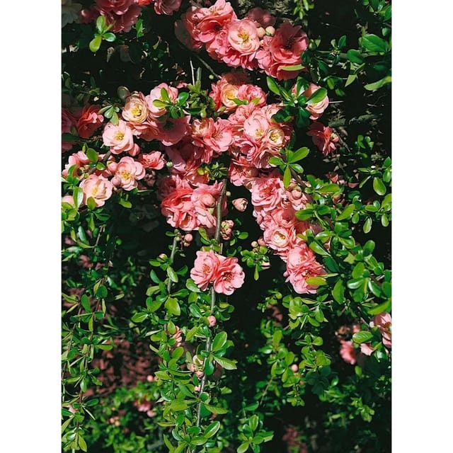 Chaenomeles Pink Trail Zierquitte Rosa Blüten 40–60 cm