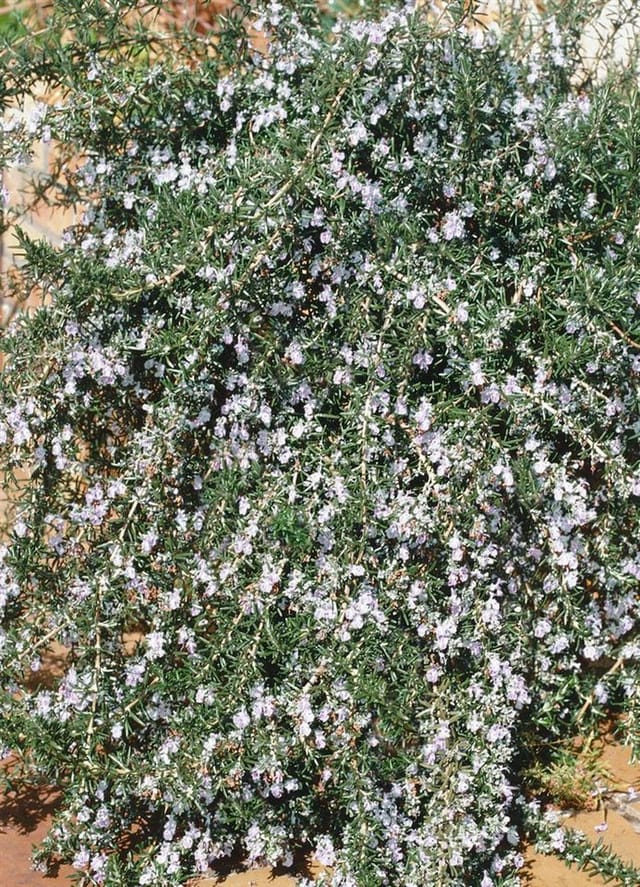 Rosmarinus Officinalis Arp Rosmarin Winterhart Ca. 9x9 cm Topf