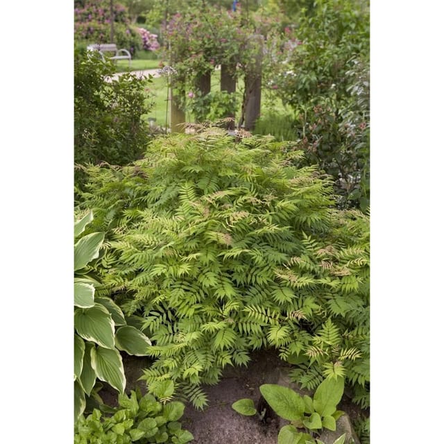 Sorbaria Sorbifolia Sem Fiederspiere Buntes Laub 40–60 cm