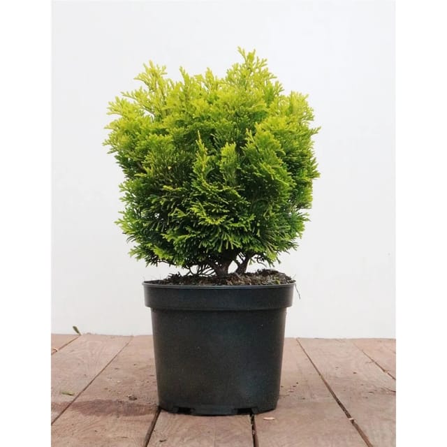 Chamaecyparis Obtusa Nana Aurea Hinoki-Scheinzypresse Goldgelb 20–25 cm
