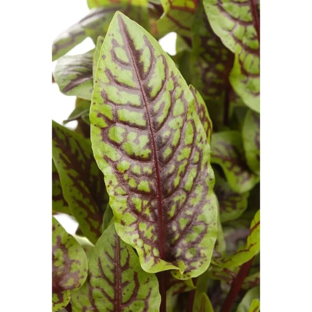 Rumex Sanguineus Blutampfer Ca. 11x11 cm Topf