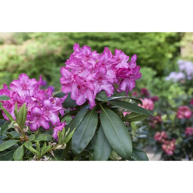 Rhododendron Hybr. Walküre Rosa Blüten 40–50 cm