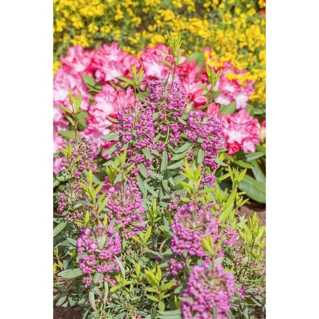 Kalmia Angustifolia Rubra Lorbeerrose Rosa Blüten 30–40 cm
