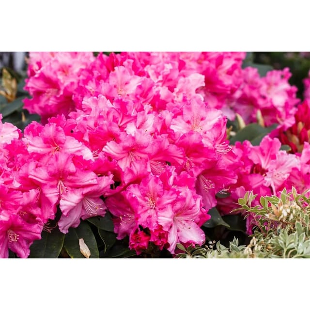 Rhododendron Hybr. Caruso Rhododendron Rot 30–40 cm