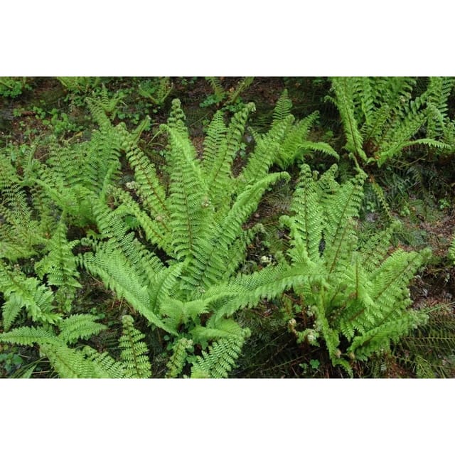 Polystichum Setiferum Herrenhausen Schildfarn Ca. 9x9 cm Topf