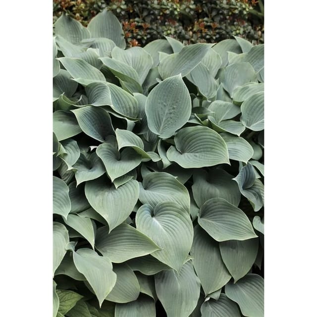 Hosta Sieboldiana Elegans Blaublattfunkie 3-5 Liter Container