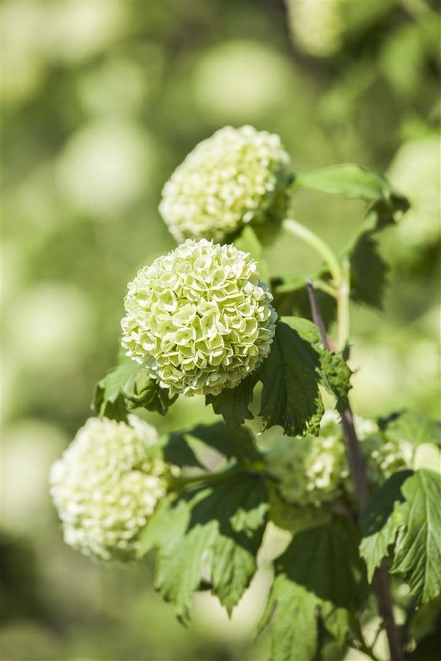 Viburnum Opulus Roseum Schneeball Weiß-Rosa Blüten 60–80 cm