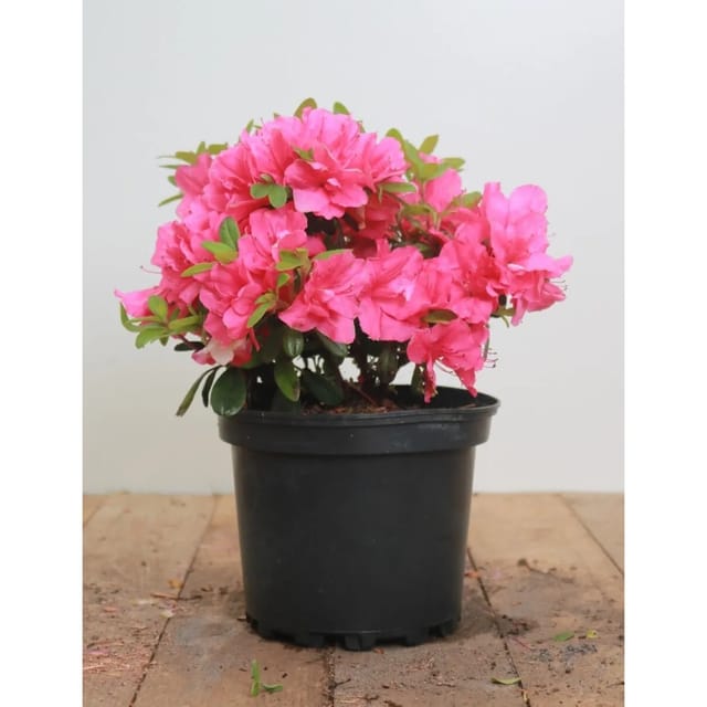 Rhododendron Obtusum Melina Azalee Rosa Blüten 20–25 cm