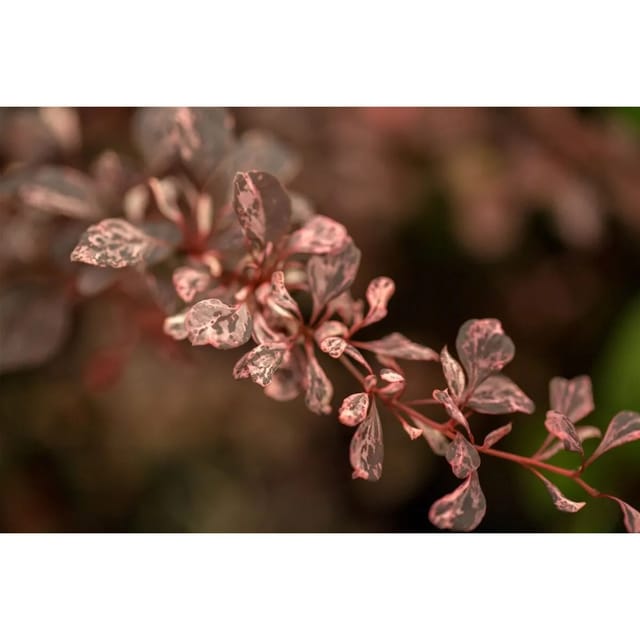 Berberis Thunbergii Harlequin Berberitze Buntes Laub 30–40 cm