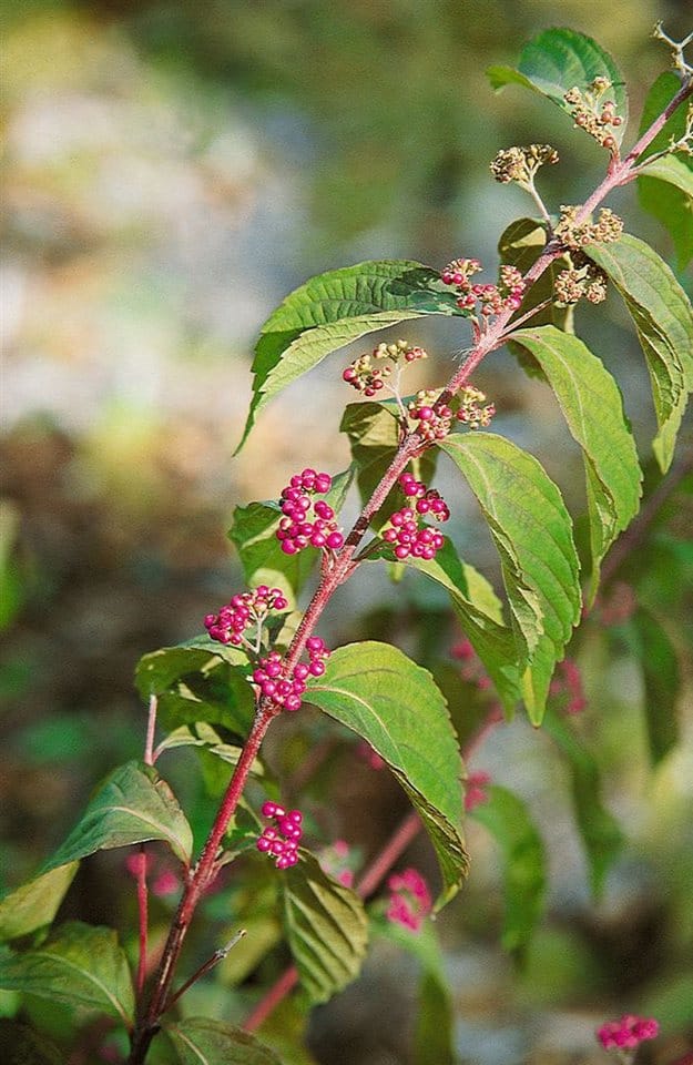 Callicarpa Dichotoma Issai Schönfrucht Violette Beeren 60–80 cm