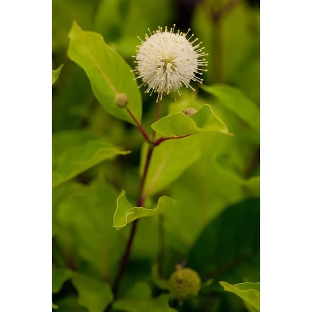 Cephalanthus Occidentalis Knopfbusch 60–80 cm Duftend