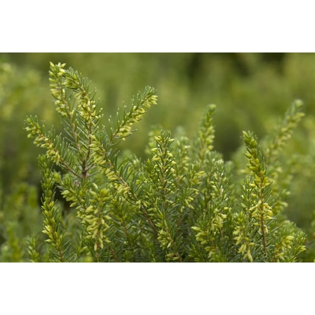 Erica X Darleyensis White Perfection Winterheide 15-20 cm