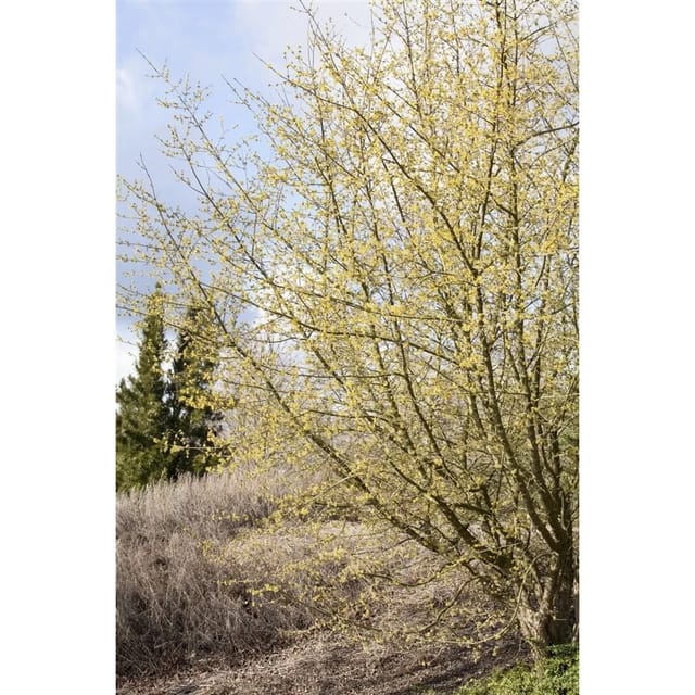 Cornus Mas Kornelkirsche Gelbe Blüten 125–150 cm