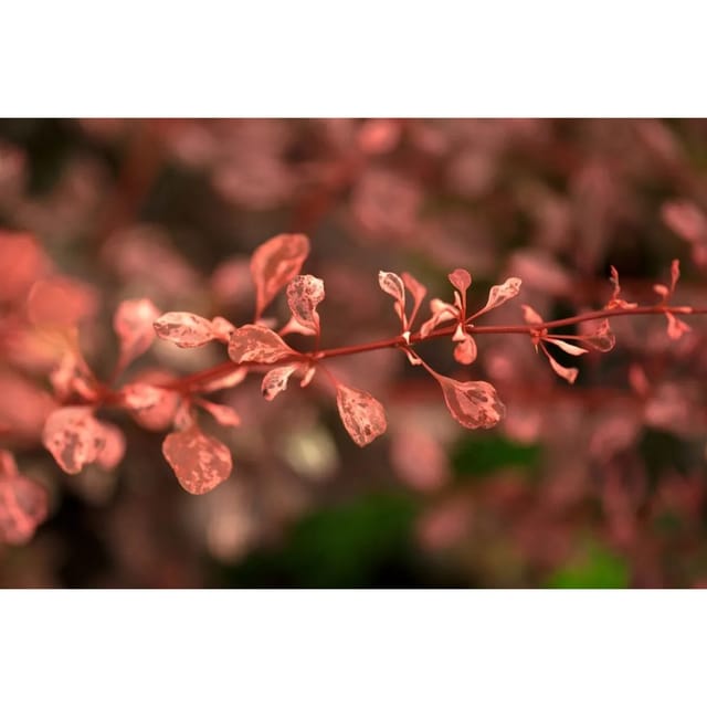 Berberis Thunbergii Rose Glow Rote Heckenberberitze 30–40 cm