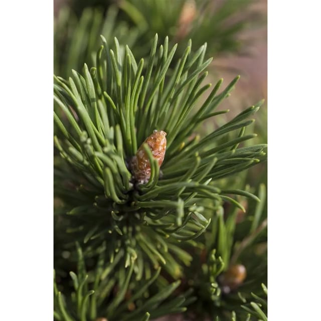Pinus Mugo Alpenzwerg Bergkiefer Kompakt 30–40 cm