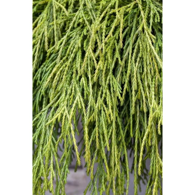 Chamaecyparis Pisifera Sungold Scheinzypresse Goldgelb 30–40 cm
