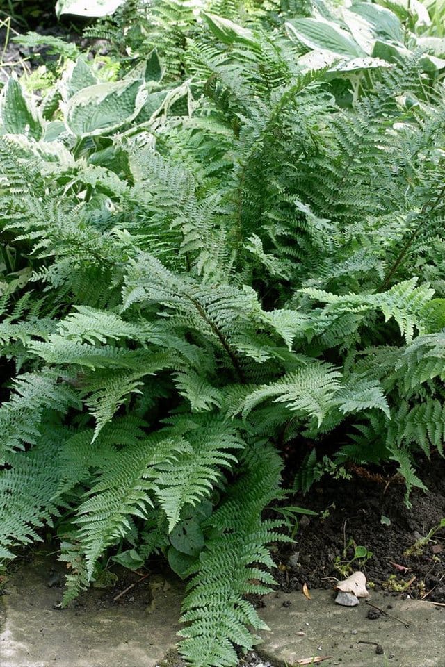 Dryopteris Filix-Mas Mexico Wurmfarn 30-40 cm