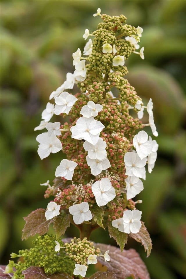 Hydrangea Quercifolia Burgundy Eichenblatthortensie Rot 40–60 cm