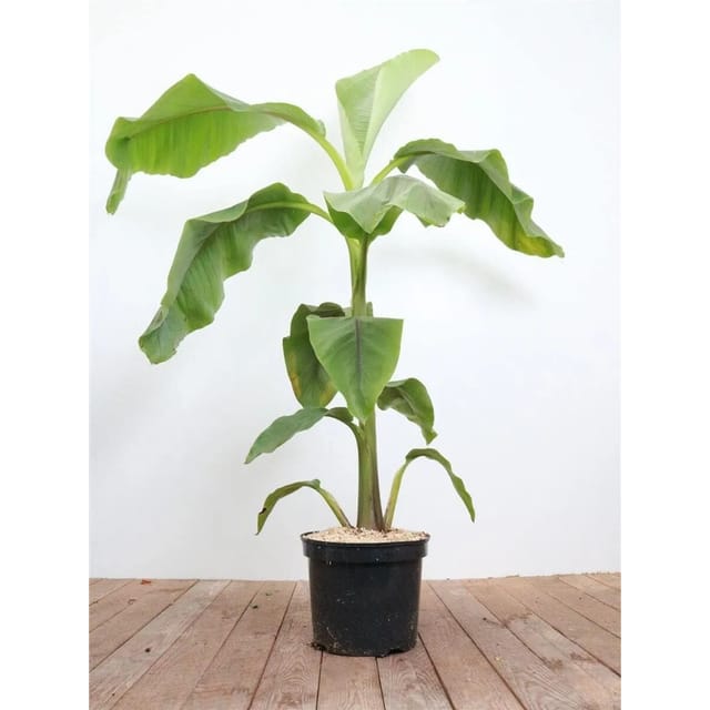 Musa Japonica Japanische Essbanane 80–100 cm