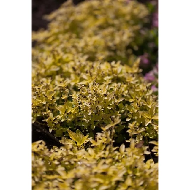 Origanum Vulgare Aureum Oregano Ca. 11x11 cm Topf