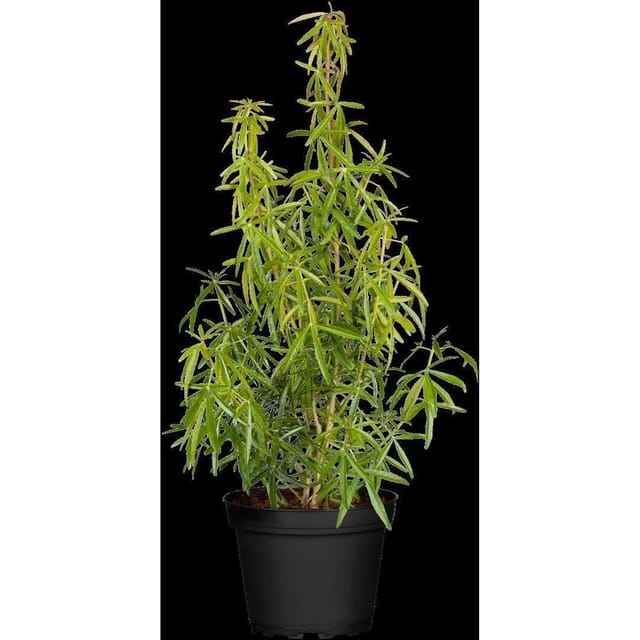Choisya Ternata Aztec Pearl Orangenblume Weiß 30–40 cm