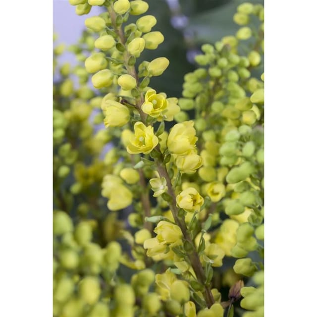 Mahonia Media Winter Sun Mahonie Gelbe Blüten 40–60 cm