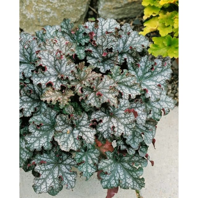 Heuchera Micrantha Can Can Purpurglöckchen 2 Liter Container