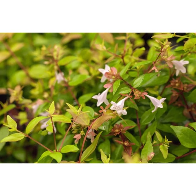 Abelia Grandiflora Glanzmispel 30–40 cm