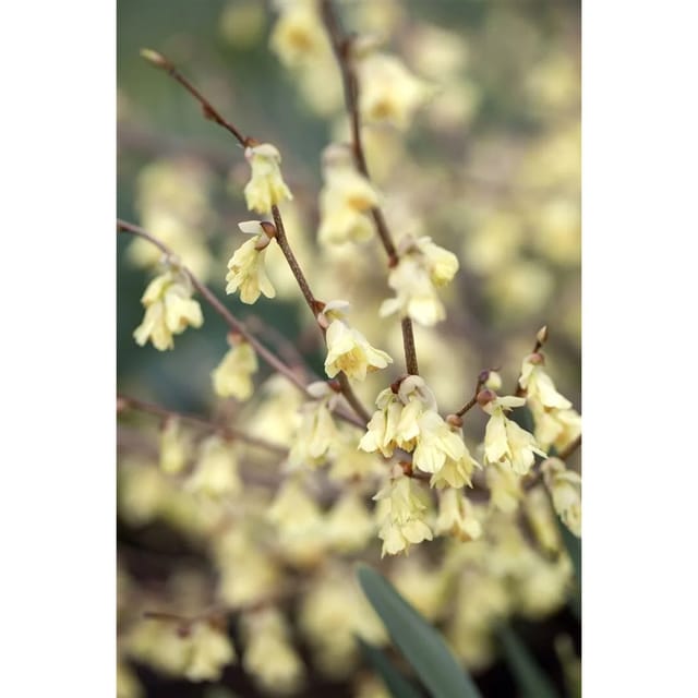 Corylopsis Pauciflora Scheinhasel Zartgelb 60–80 cm