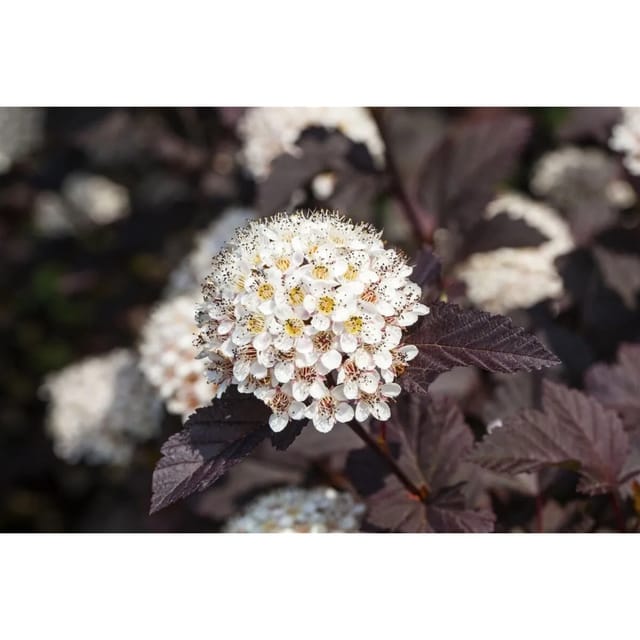Physocarpus Opulifolius Summer Wine Blasenspiere 60–80 cm