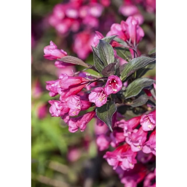 Weigela Florida Victoria Weigelie Rotblühend 80–100 cm