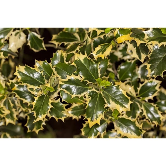 Ilex Aquifolium Silver Queen Stechpalme Buntlaubig 30–40 cm