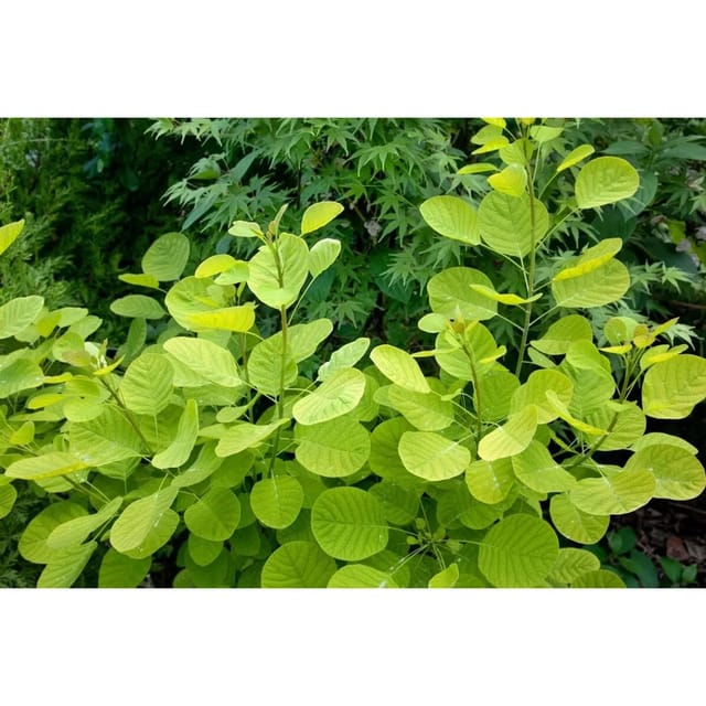 Cotinus Coggygria Golden Lady Perückenstrauch Goldgelb 40–60 cm