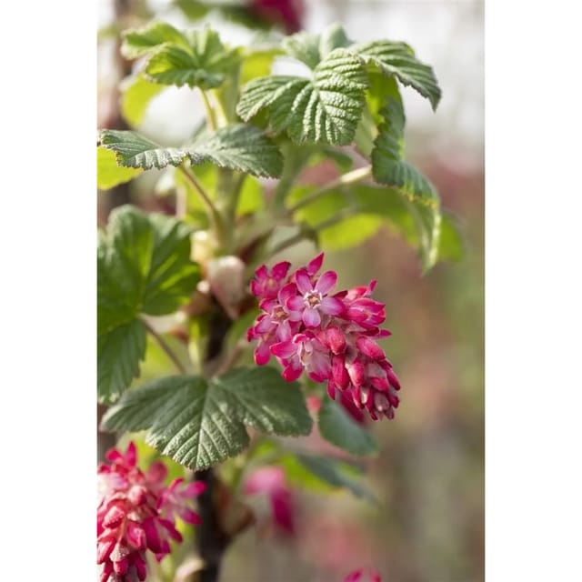 Ribes Sanguineum Atrorubens Blutjohannisbeere Rot 80–100 cm
