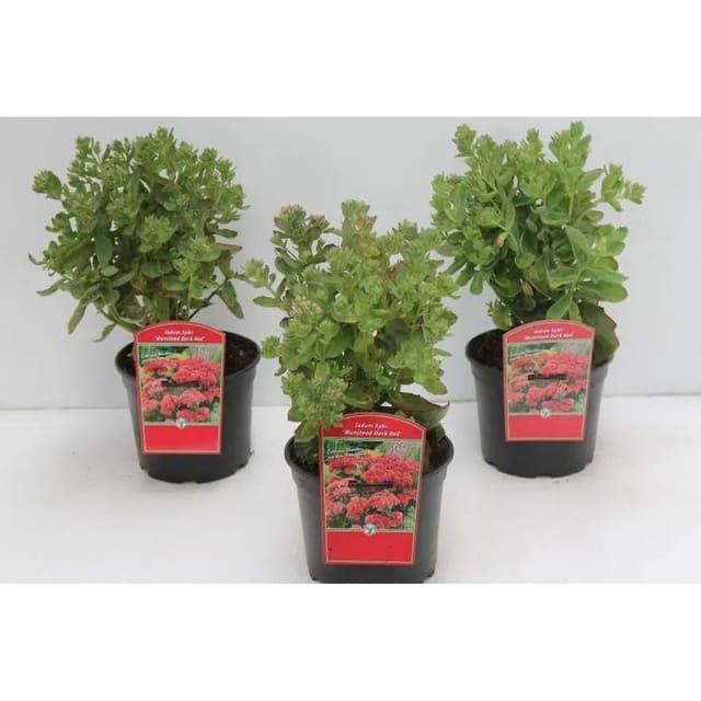 Sedum Hybridum Munstead Dark Red 2 Liter Container