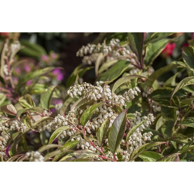 Leucothoe Walteri Rainbow Traubenheide Buntes Laub 40–60 cm