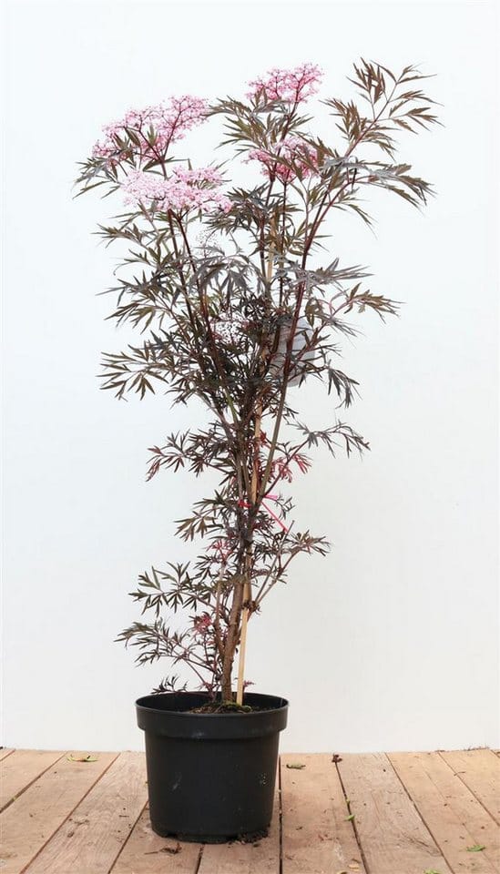 Sambucus Nigra Black Lace Schwarzer Holunder Dunkelrot 60–80 cm