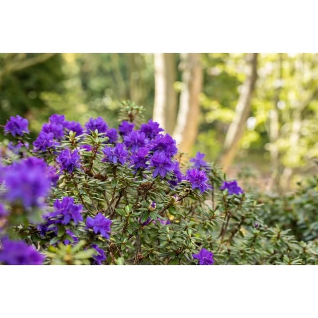 Rhododendron Impeditum Azurika Blauviolett 20–25 cm