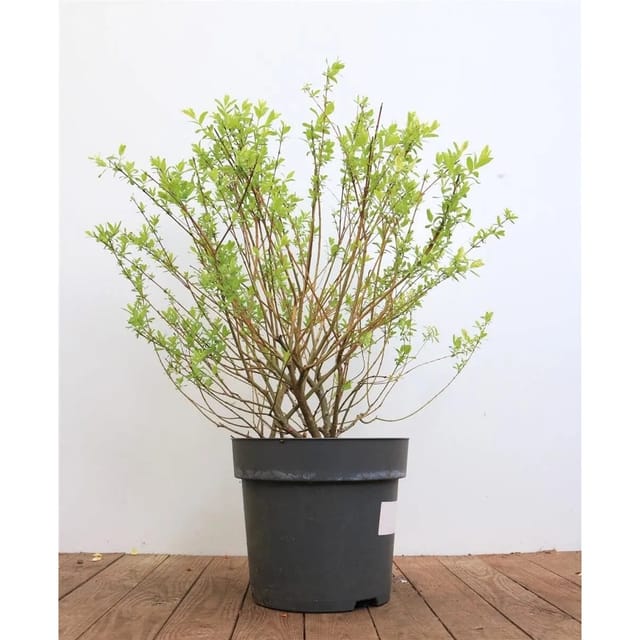 Salix Integra Hakuro Nishiki Japanische Weide Buntes Laub 60–100 cm