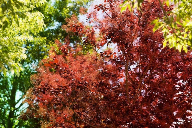 Cotinus Coggygria Royal Purple Perückenstrauch Purpurrot 60–80 cm