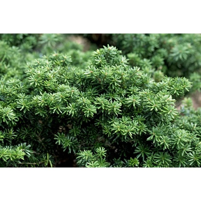 Abies Koreana Cis Koreanische Tanne Kompakt 40 cm Stammhöhe