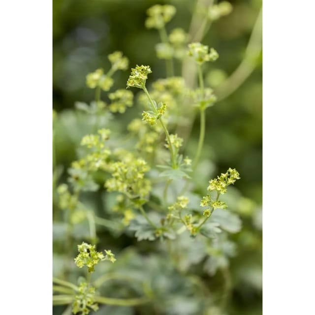 Alchemilla Erythropoda Rotstieliger Frauenmantel Ca. 9x9 cm Topf