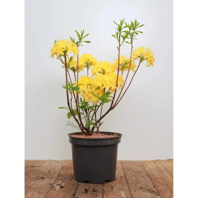 Rhododendron Luteum Gelb 30–40 cm