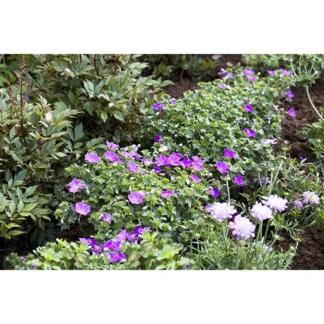 Geranium Sanguineum Max Frei Blutstorchschnabel Ca. 9x9 cm Topf